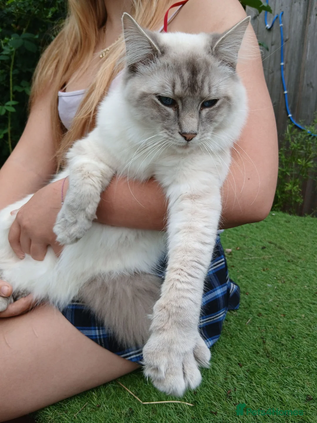 Ragdoll cats for sale: Beautiful Ragdoll male - Advert 2