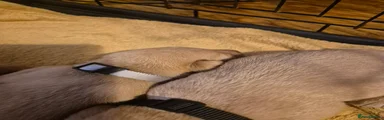 Labrador Retriever 2