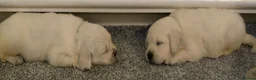 Golden Retriever dogs for sale: Super fluffy cream pups in Newark - Advert 29