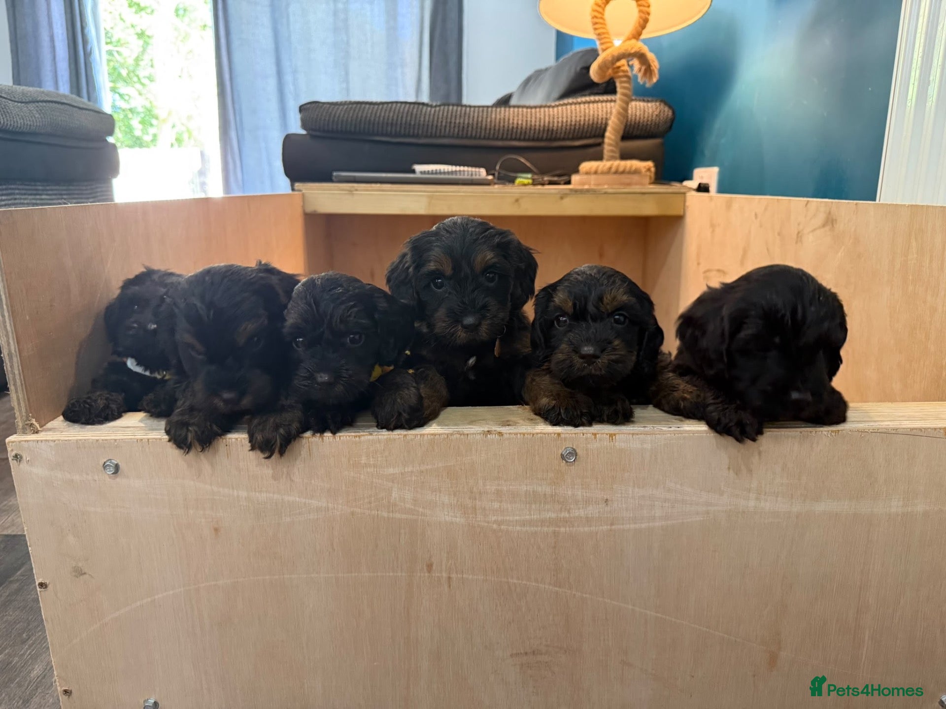 Cockapoo dogs Gorgeous F1 puppies for sale - Advert 1