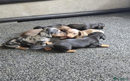 Miniature Dachshund dogs for sale: Miniature dachshunds  - Image 1