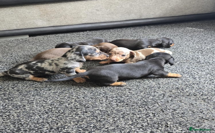 Miniature Dachshund dogs - Advert 8