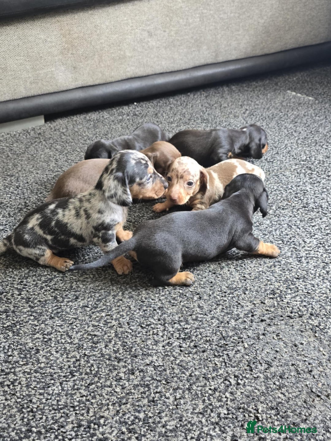 Miniature Dachshund dogs for sale: Miniature dachshunds  - Image 1