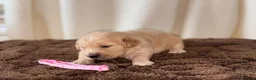 Golden Retriever dogs for sale: 🐾✨BEAUTIFUL GOLDEN RETRIEVER PUPS 🐾✨ in Maidstone - Advert 10