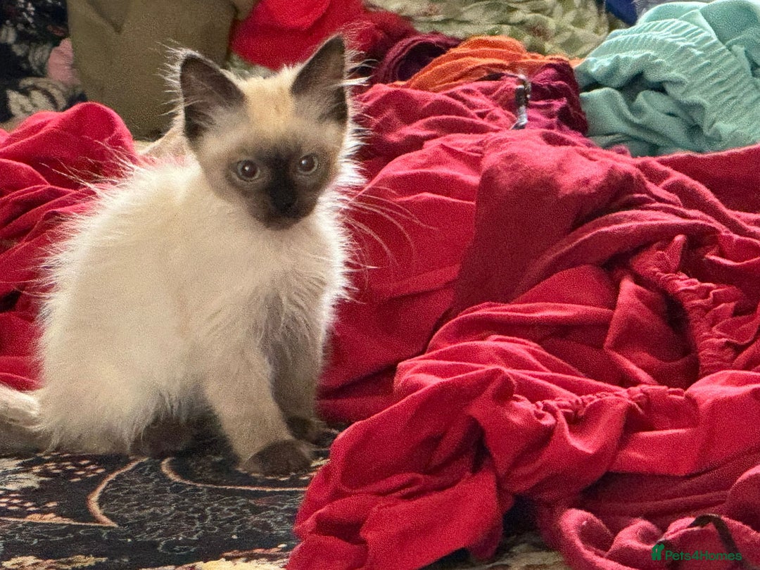 Ragdoll cats for sale: Last male kitten READY - Image 4