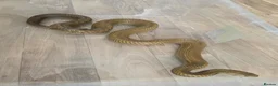 Snake reptiles for sale: Pairof Black Tailed cribos - Advert 3