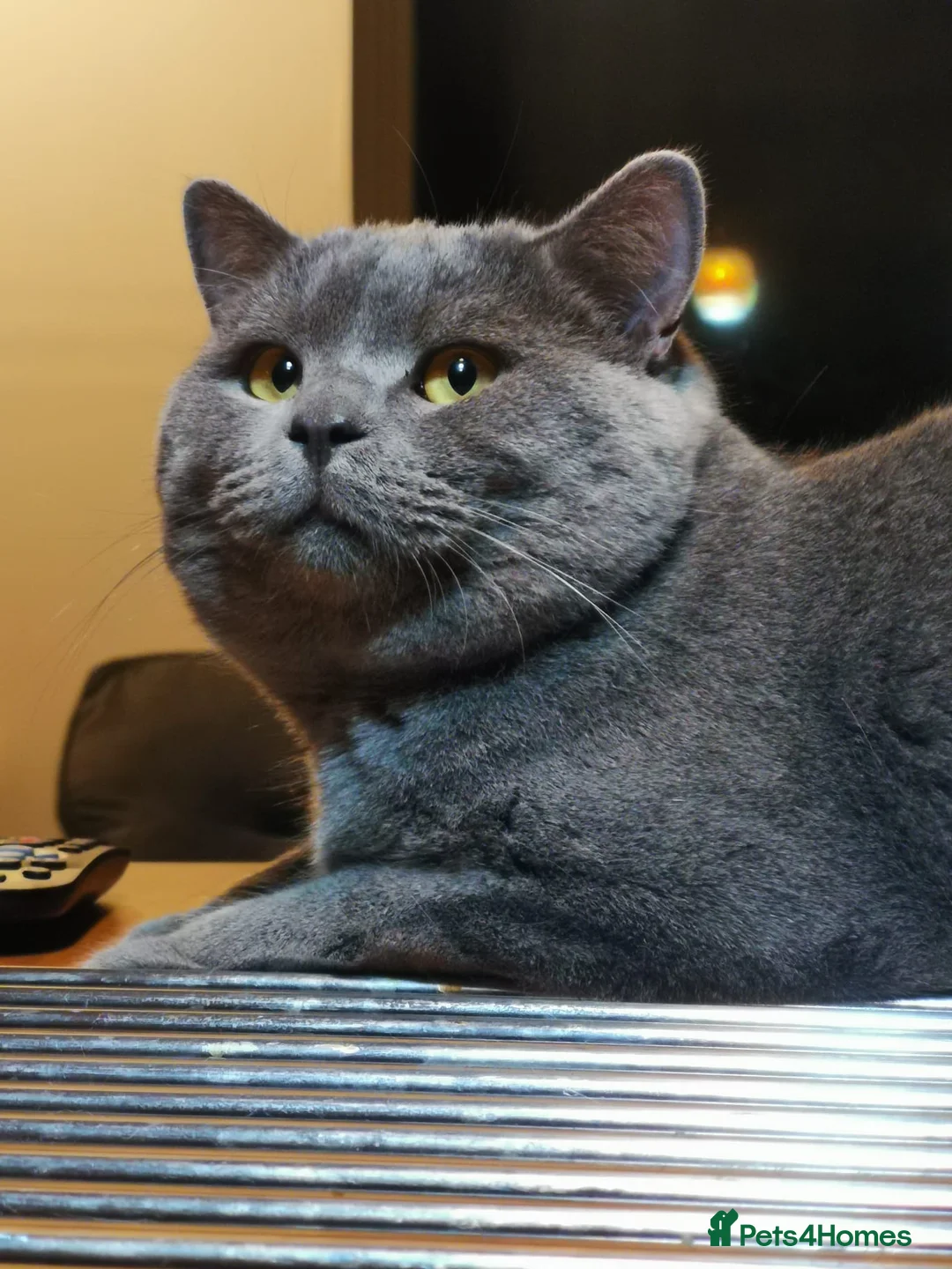 British Shorthair cats for stud: 🩶 British Shorthair Stud  in Alloa - Advert 8