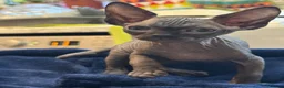 Sphynx cats for sale: I have 3 Beautiful Female Sphynx  - Advert 6
