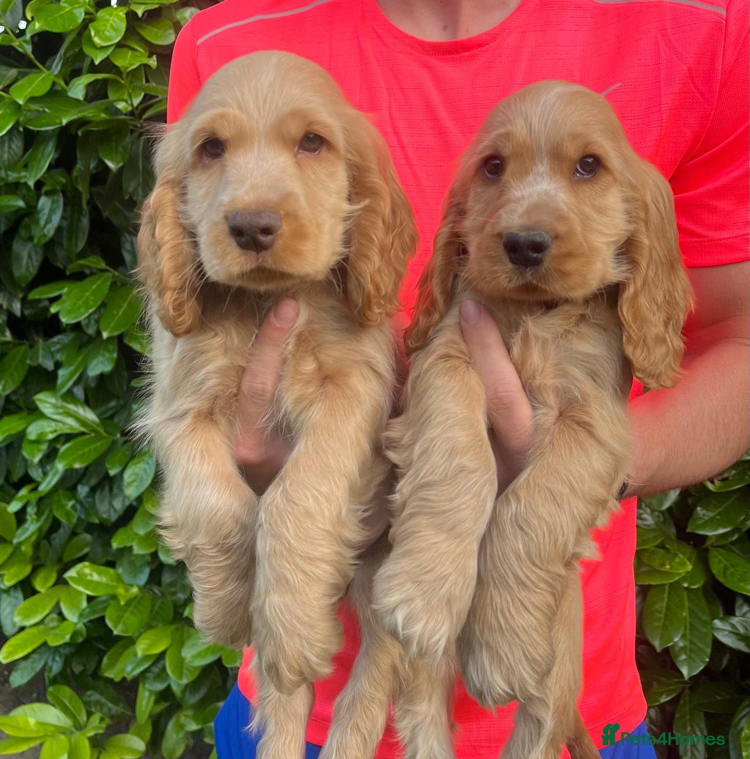 Cocker Spaniel dogs for sale: Kc reg show cockers READY TO LEAVE NOW 1 BOY LEFT - Image 3