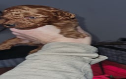 Toy Poodle dogs for sale: Toy miniature poodle - Advert 9