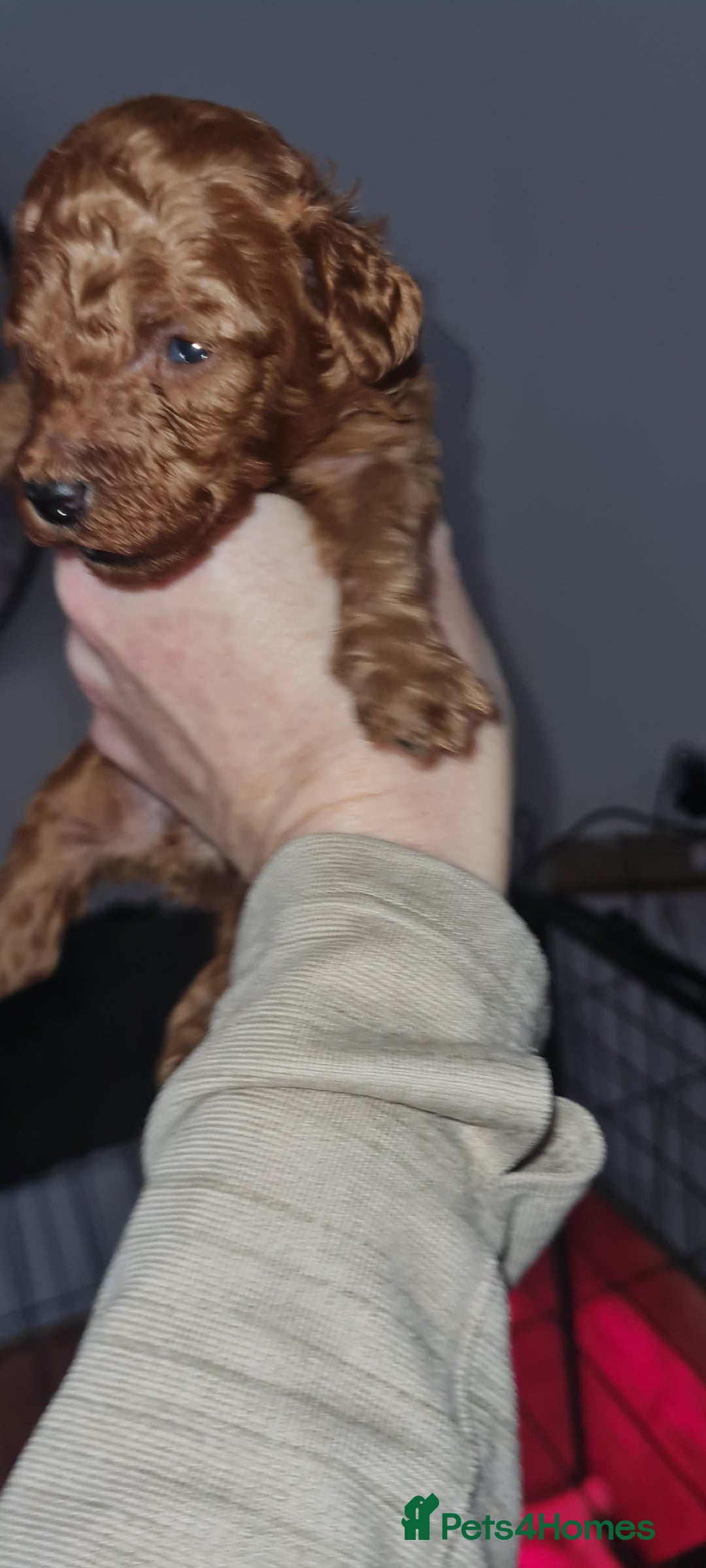 Toy Poodle dogs for sale: Toy miniature poodle - Advert 9