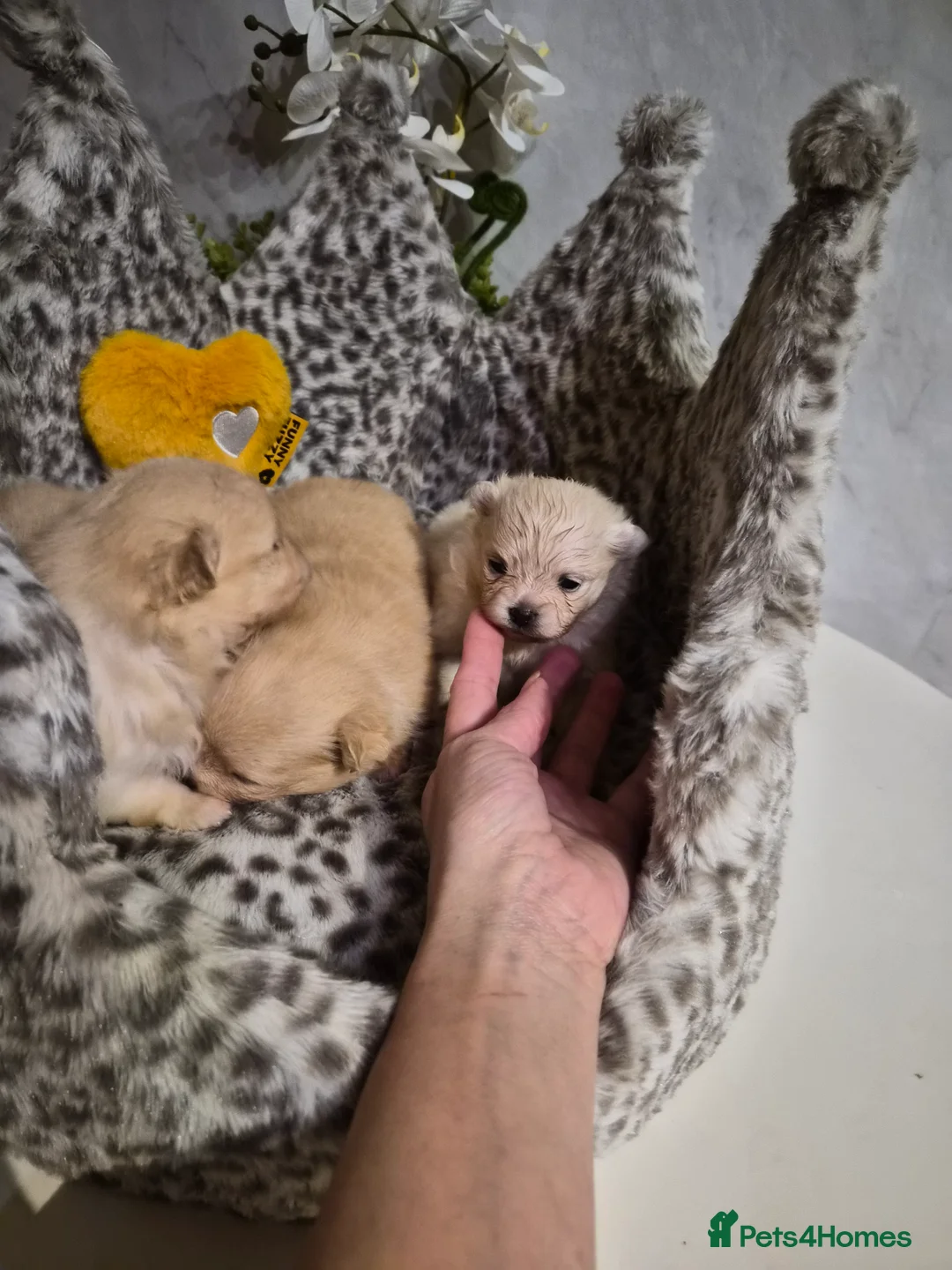 Pomeranian dogs for sale: 💝High Quality Korea/ Russia Babies💝 - Advert 22