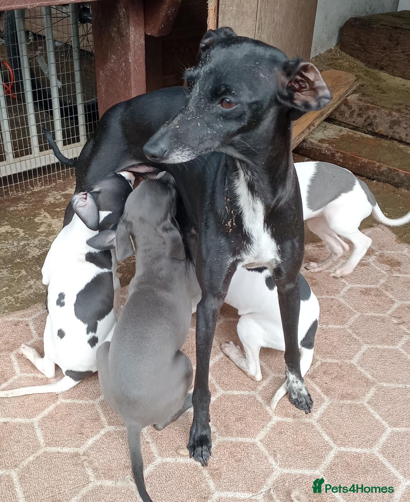 Italian Greyhound dogs Italian greyhound puppies  - Advert 2