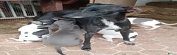 Italian Greyhound dogs for sale: Italian greyhound puppies  - Advert 1