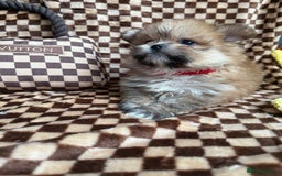 Mixed Breed dogs for sale: RARE  Shipom /pomshi Pomeranian and Shihtzu cross  - Image 14
