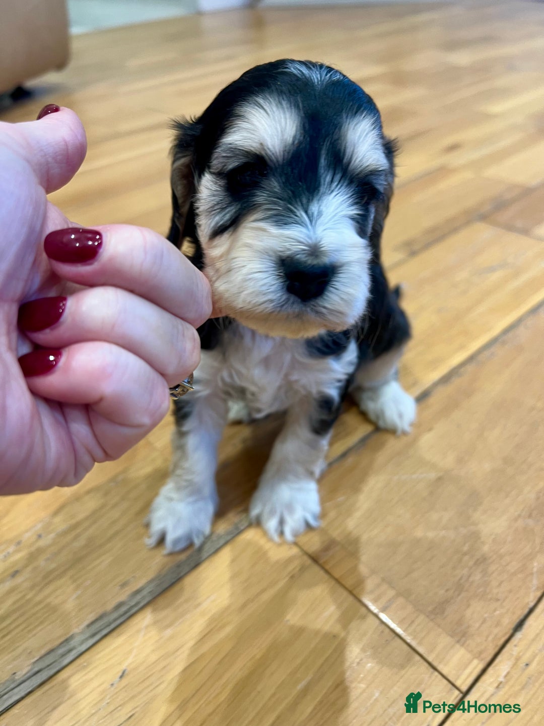 Cockapoo dogs for sale: ♥️Fabulous Toy Cockapoo Puppies Kc Reg Parents - Advert 28