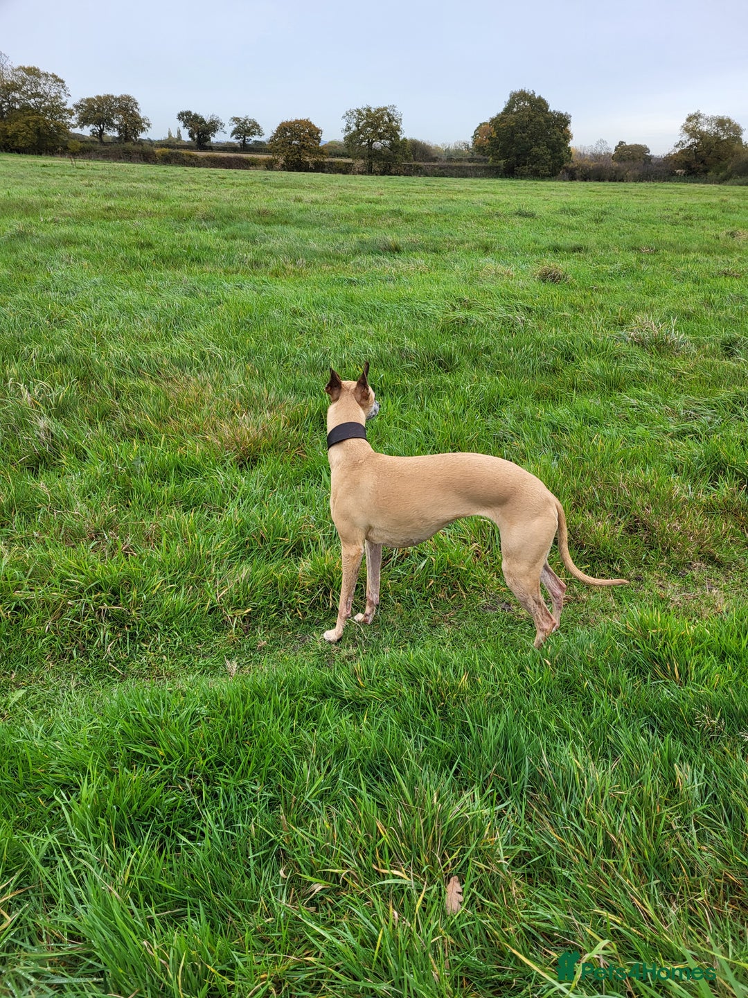 Whippet dogs for sale: 8 KC gorgeous pups, 4 boys & 4 girls. - Image 25