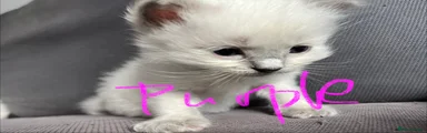 Purple collar seal point boy