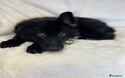 German Shepherd dogs for sale: Pedigree Long Haired German Shepherd  - Image 9