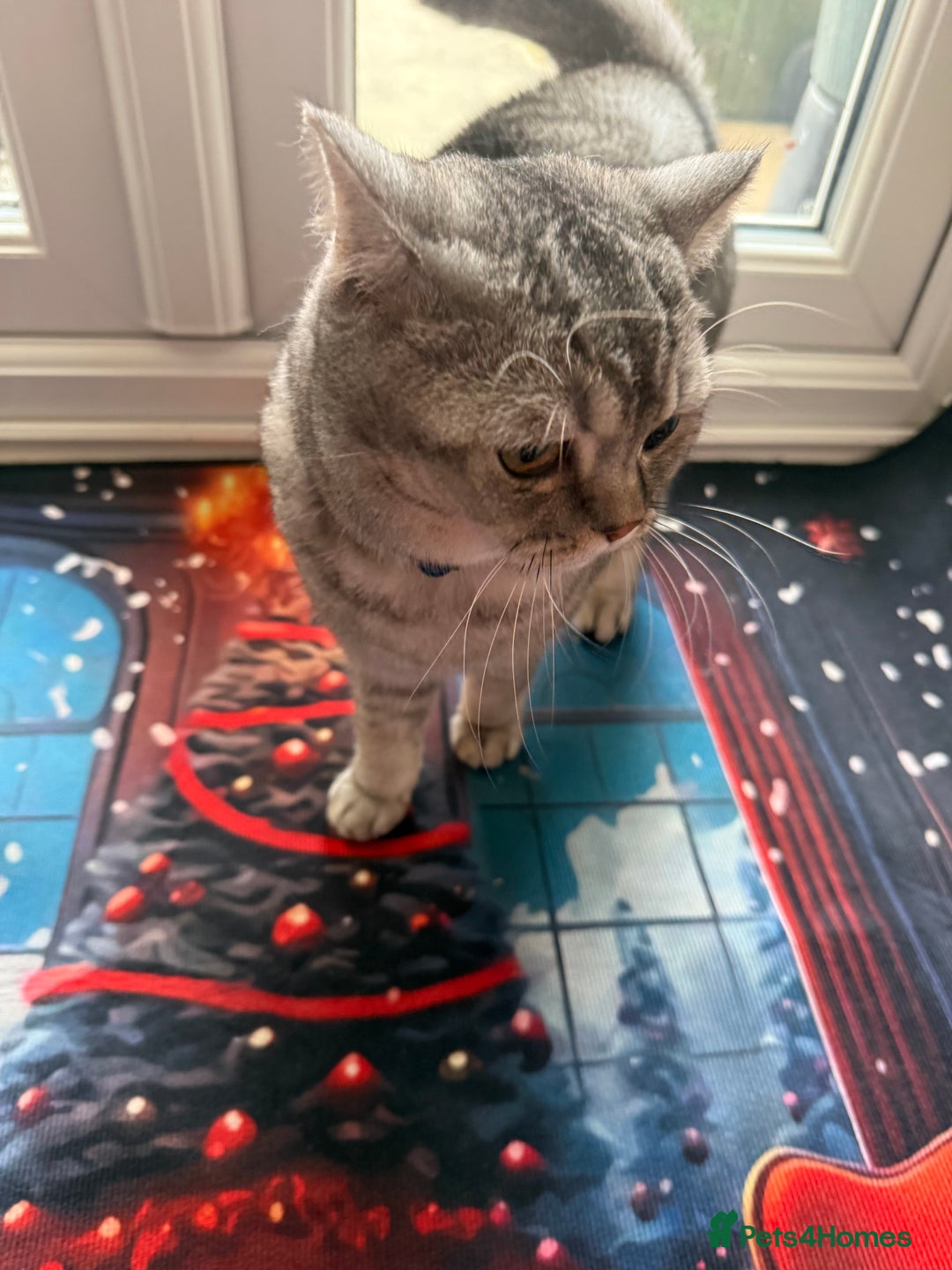 British Shorthair cats for sale: British short hair  - Advert 5