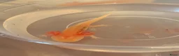 Axolotl reptiles for sale: Baby Axolotol’s  in Barnsley - Advert 8