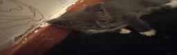 Mixed Breed cats for sale: 3 kittens  in Glasgow - Advert 3