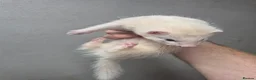 Ferret rodents for sale: Ferrets for sale  in Horley - Advert 8