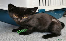 Mixed Breed cats for adoption: Apricot and Peach - sister kittens - Image 2