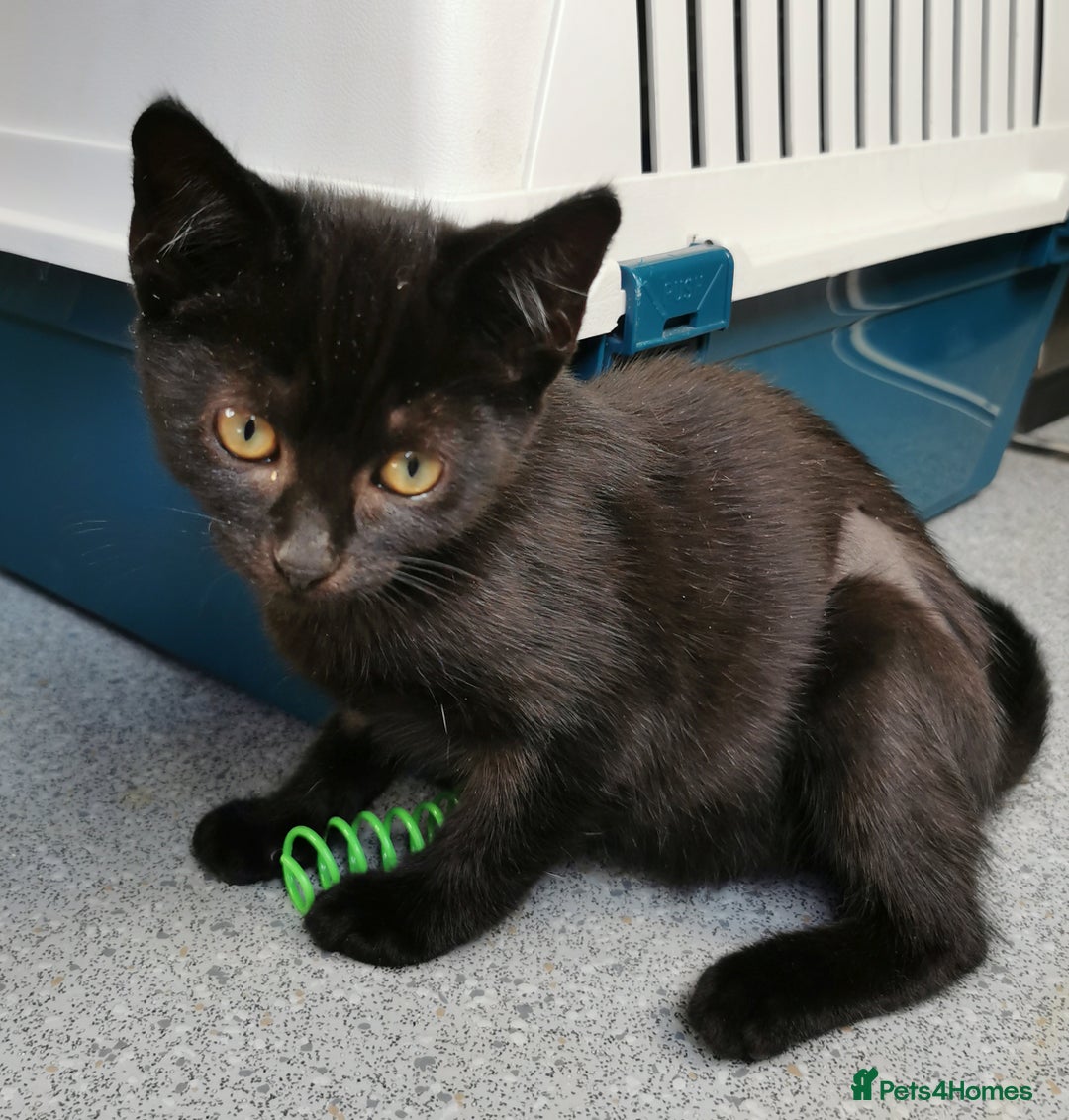 Mixed Breed cats for adoption: Apricot and Peach - sister kittens - Image 2