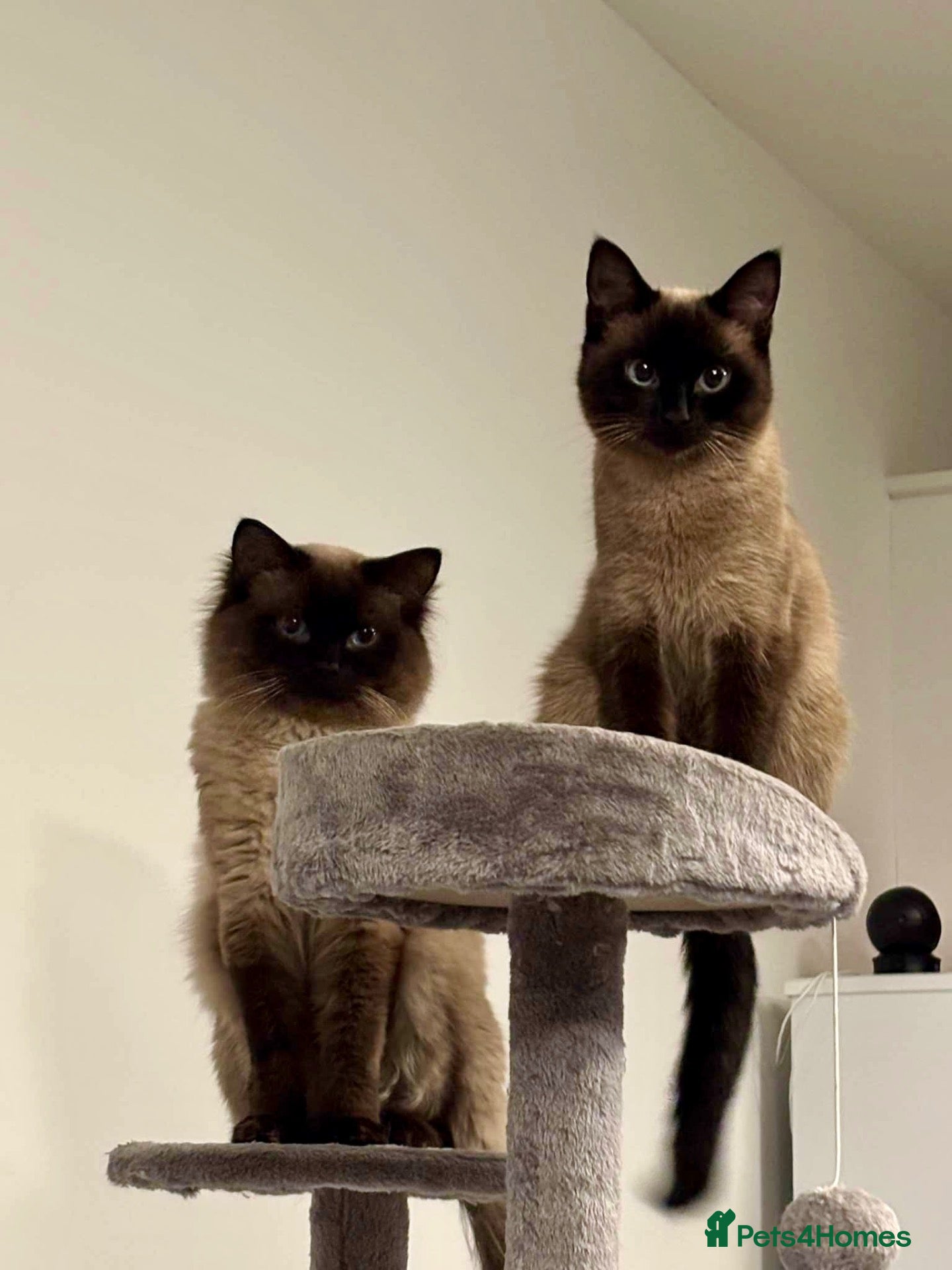 Ragdoll cats OPHELIA & TOBY (Separately)  - Advert 1