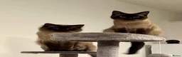 Ragdoll cats for adoption: OPHELIA & TOBY (Separately)  - Advert 1