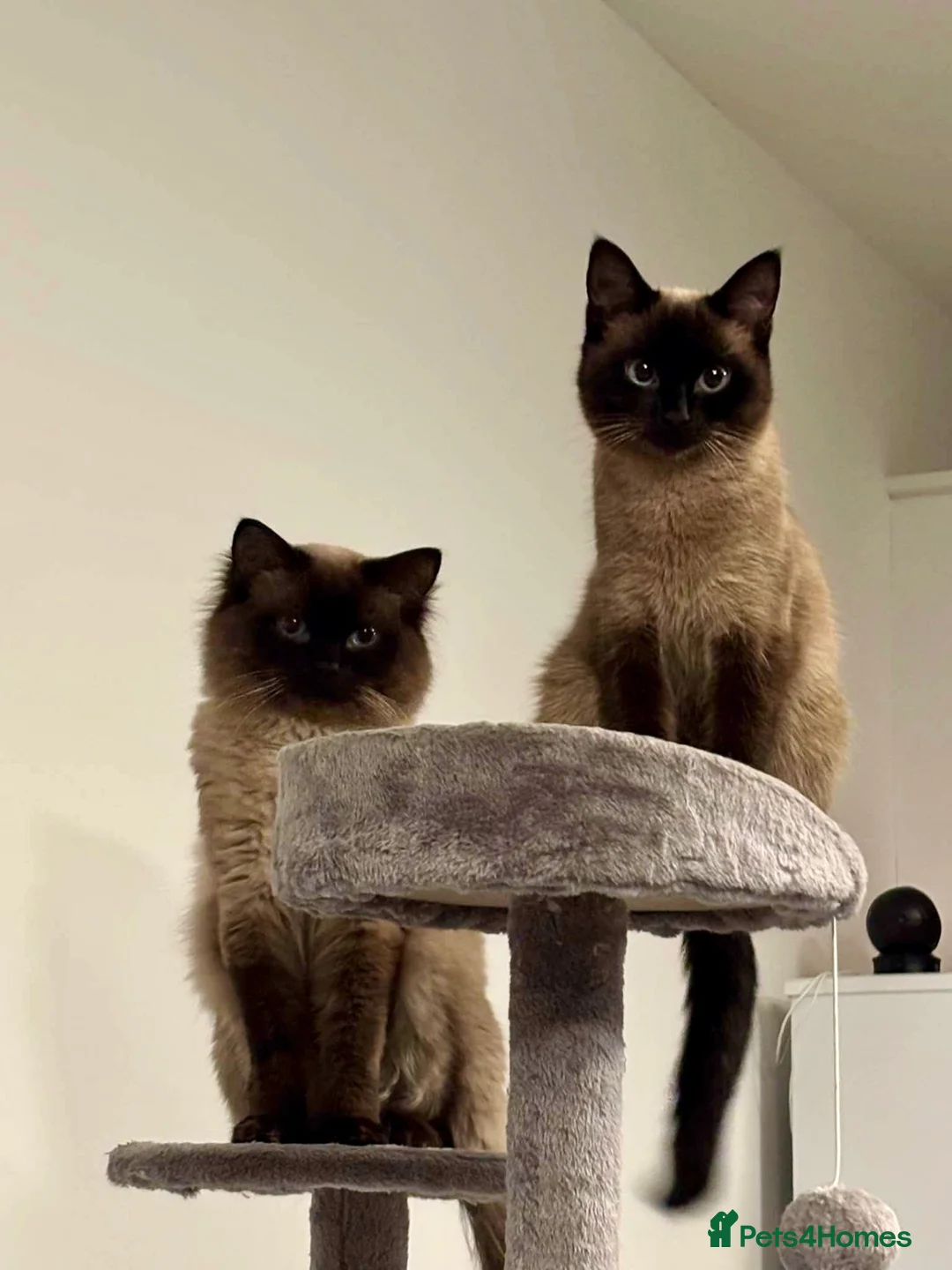 Ragdoll cats for adoption: OPHELIA & TOBY (Separately)  - Advert 1