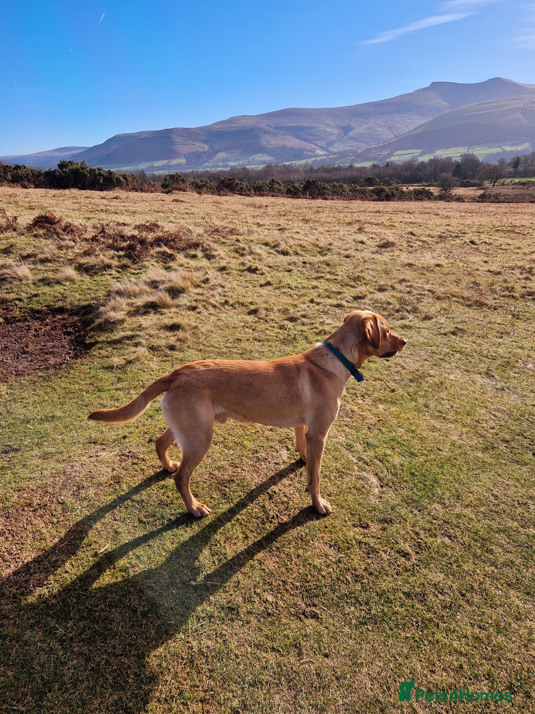 Labrador Retriever dogs for stud: Unproven Labrador Stud NO FEE. KC reg/BVA screened in Brecon - Advert 14