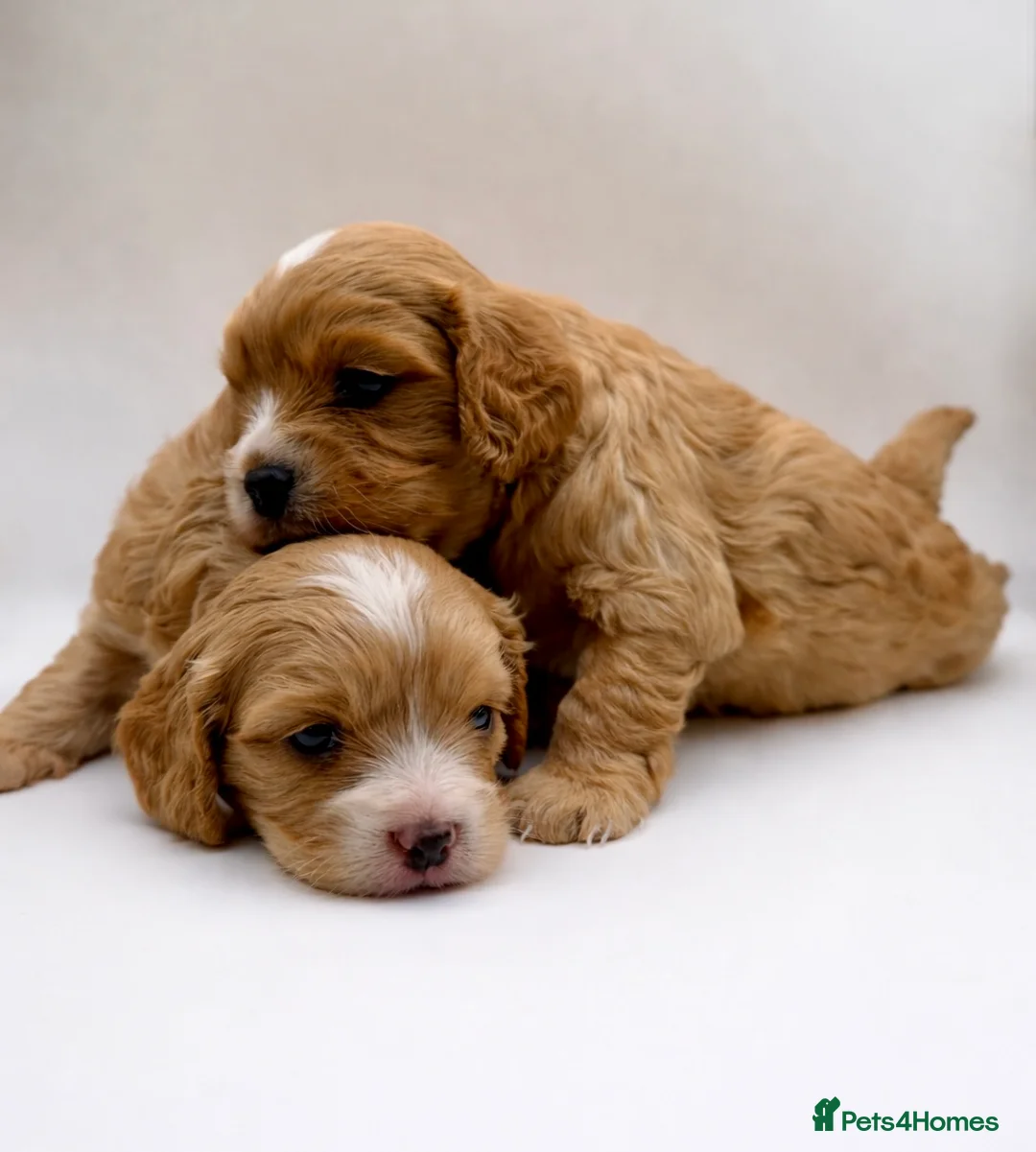 Cavapoo dogs for sale: Gorgeous Cavapoo F1 puppies - Advert 11