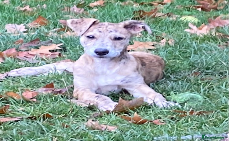 Mixed Breed dogs - Advert 3