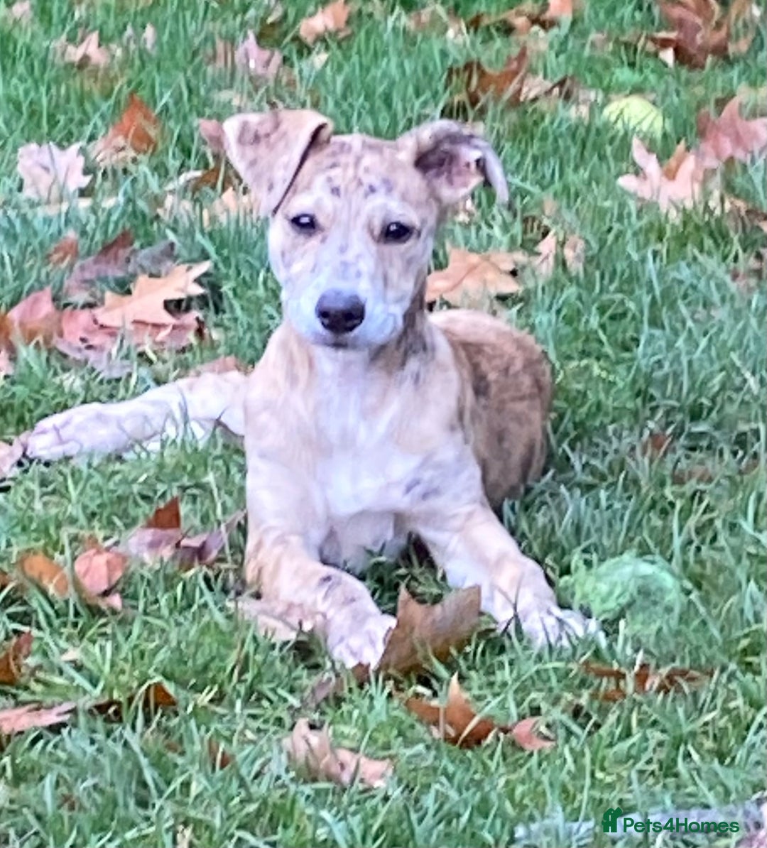 Mixed Breed dogs for sale: Deerhound greyhound collie puppies  - Image 1