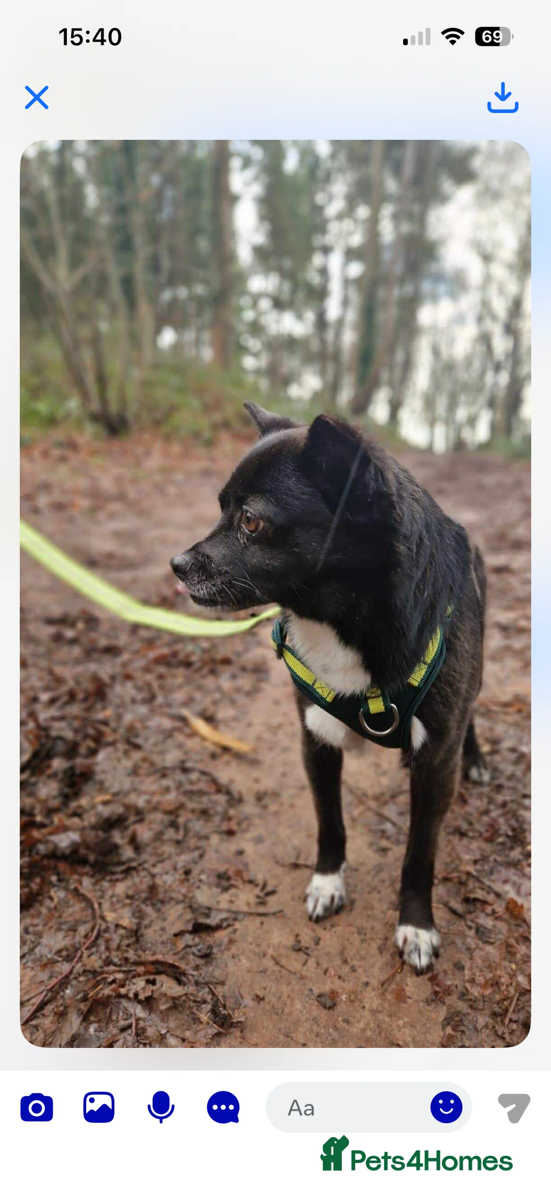 Mixed Breed dogs for adoption: Adorable Trixie is ready for her forever home - Advert 4