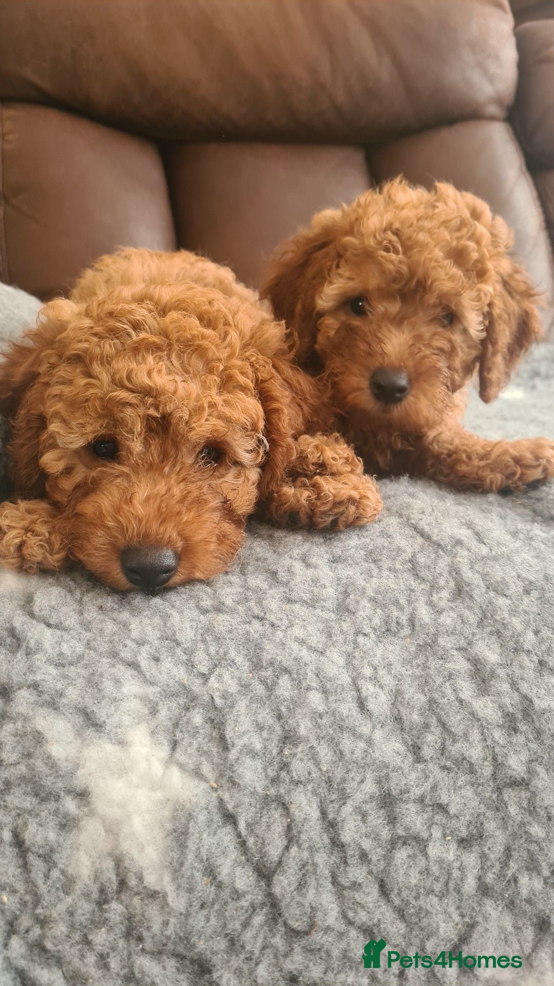 Miniature Poodle dogs KC registered miniature poodles puppies - Advert 2