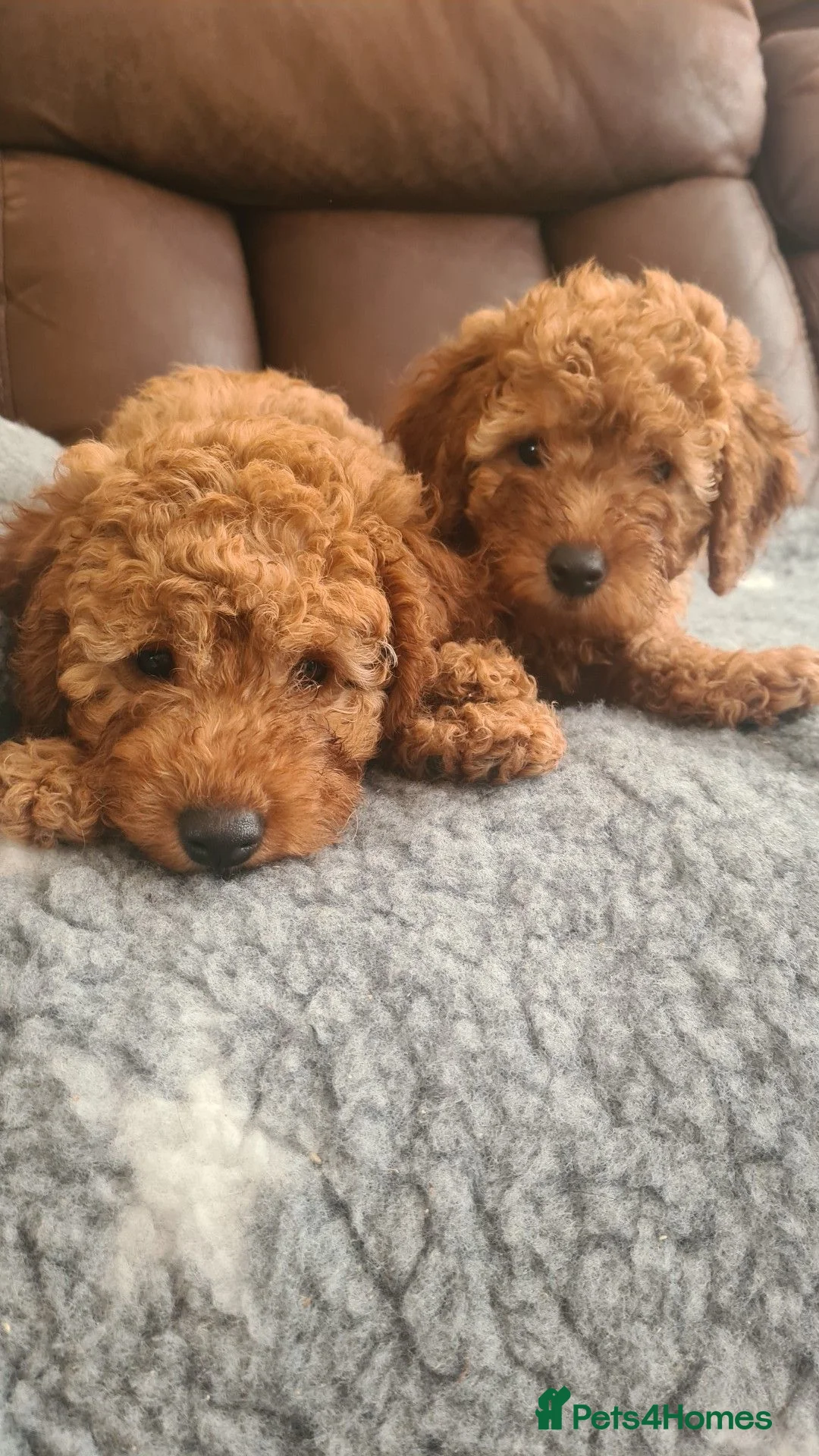 Miniature Poodle dogs for sale: KC registered miniature poodles puppies in Corwen - Advert 2