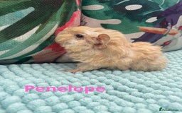 Guinea Pig rodents for sale: Beautiful baby guinea pigs  - Image 5