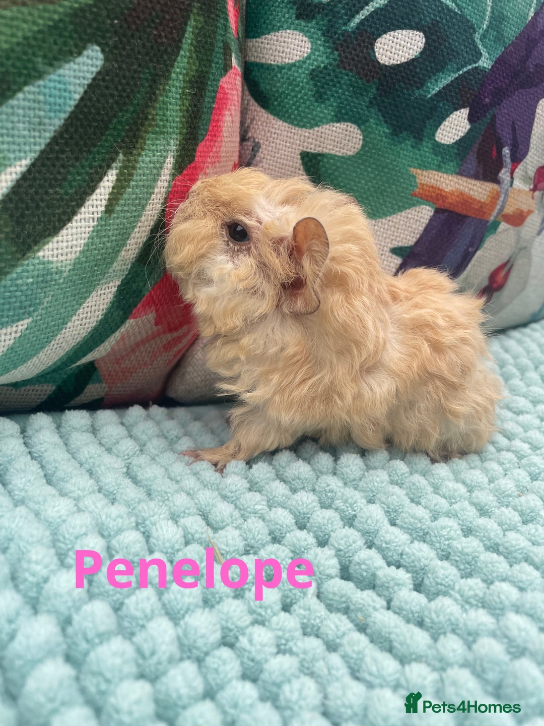 Guinea Pig rodents for sale: Beautiful baby guinea pigs  - Image 5