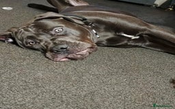Cane Corso dogs for sale: Male cane corso  - Image 2