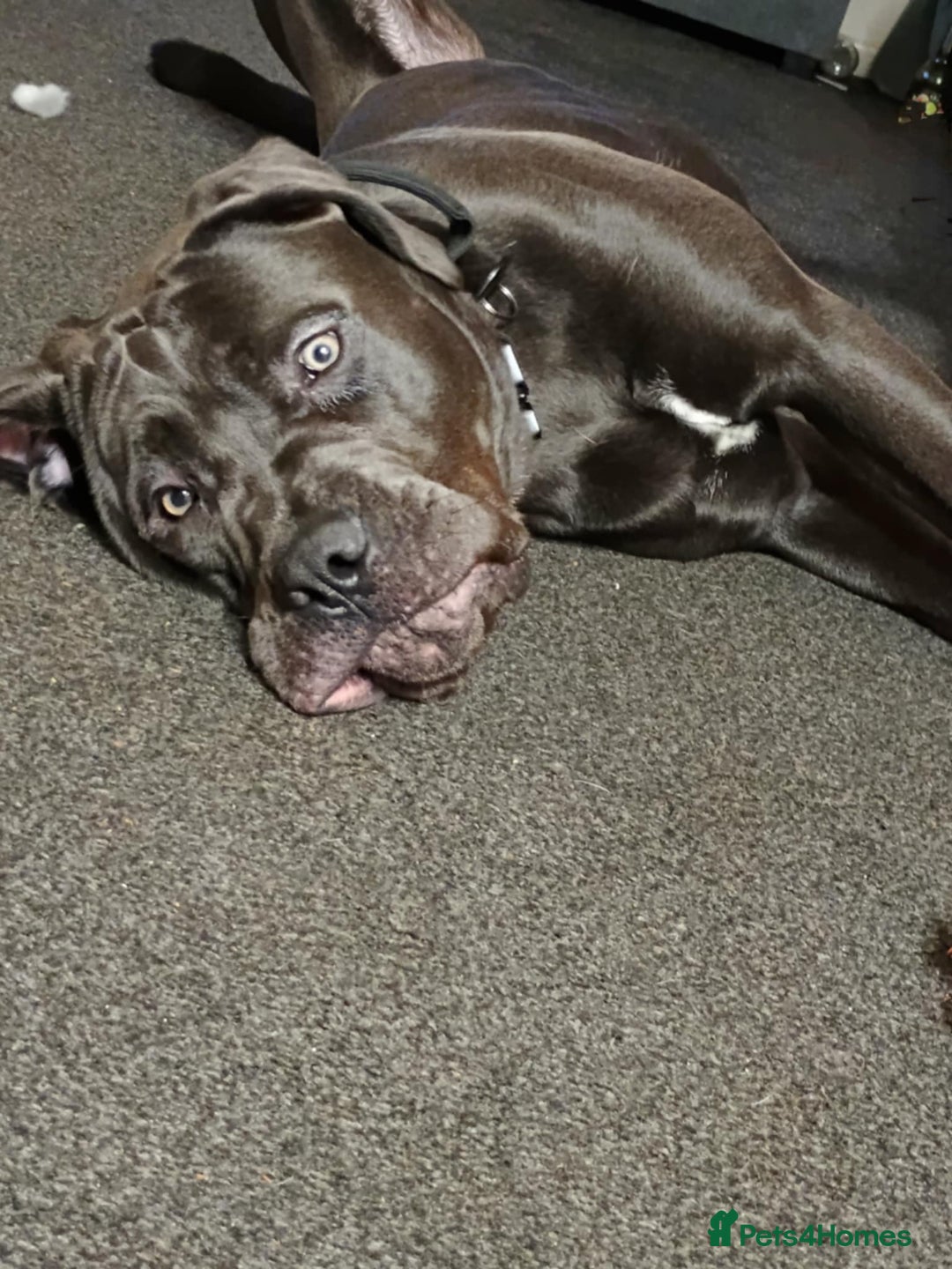 Cane Corso dogs for sale: Male cane corso  - Image 2