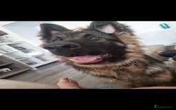 German Longhaired Pointer dogs for sale: German Shepherd Rehoming  - Image 10