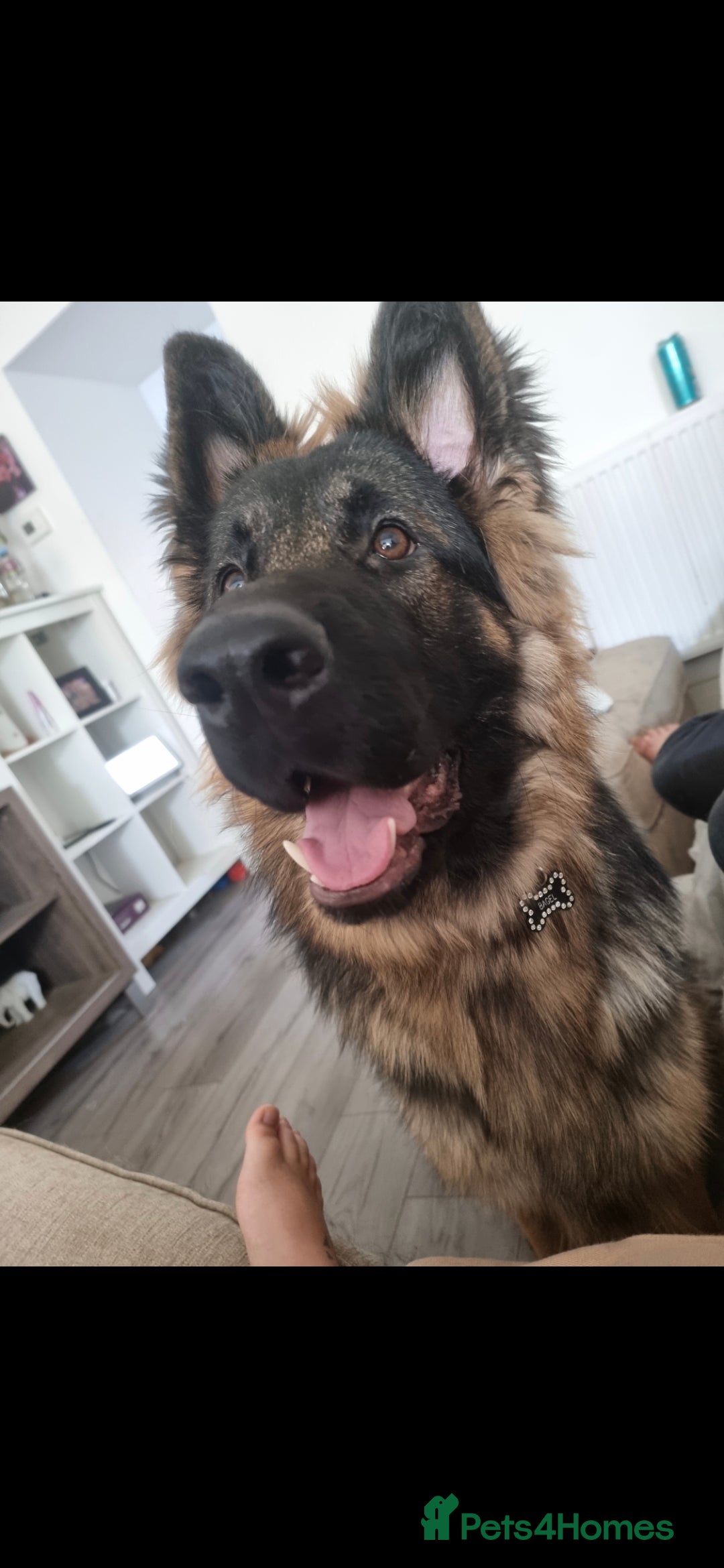 German Longhaired Pointer dogs for sale: German Shepherd Rehoming  - Image 10