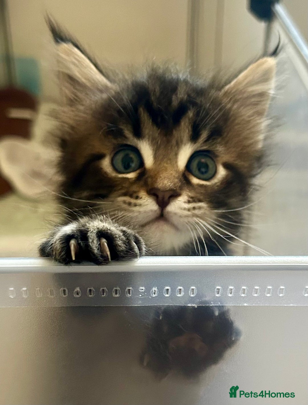 Maine Coon cats for sale: GCCF reg Maine Coon Kittens Stunning Tabby litter - Image 12