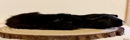 Guinea Pig rodents for sale: 4 pairs of boys and 2 pairs of girls  - Advert 6