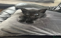Bombay cats for sale: Playful Black Bombay Kitten Looking for New Home - Image 1