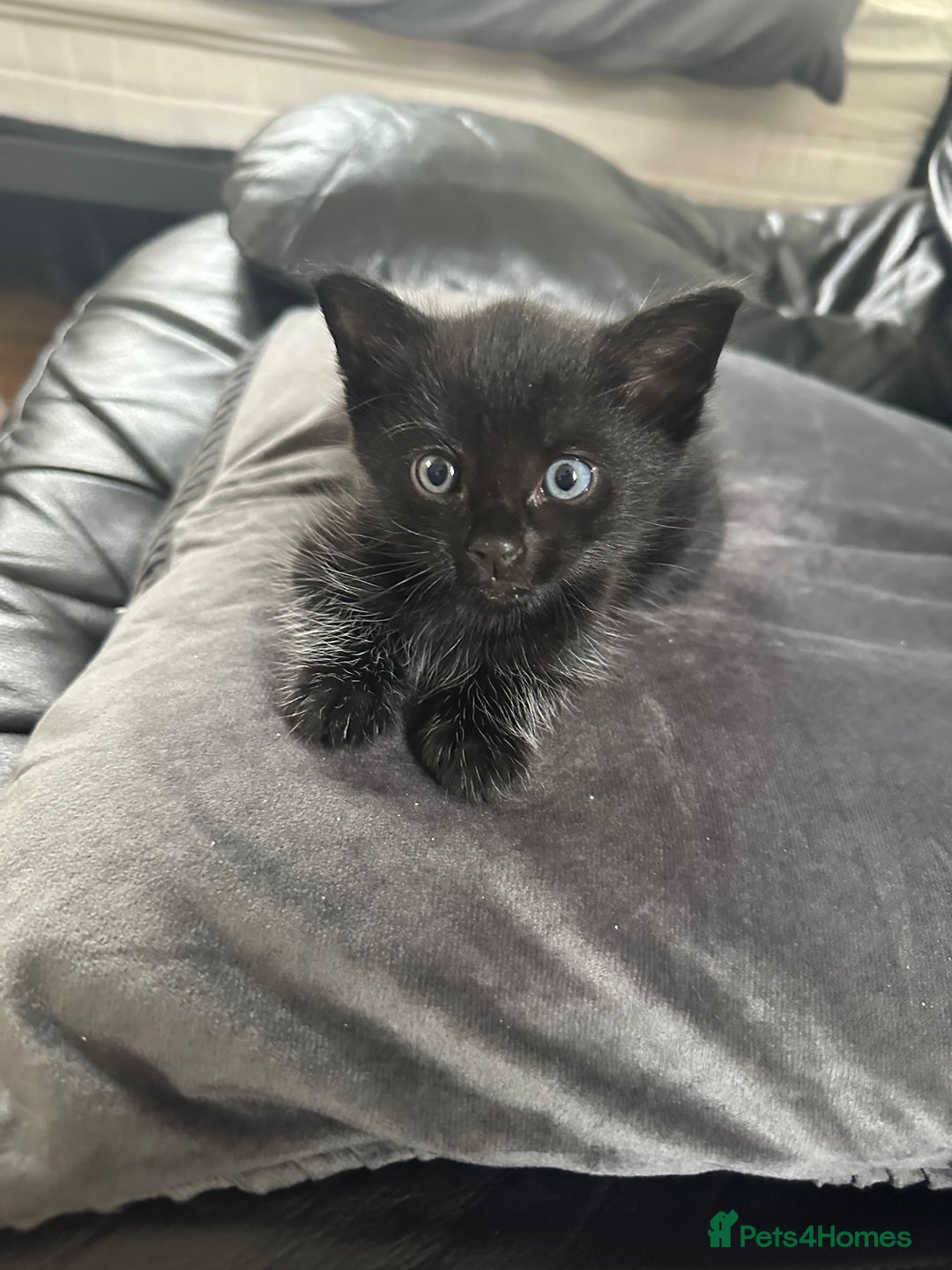 Bombay cats for sale: Playful Black Bombay Kitten Looking for New Home - Image 1