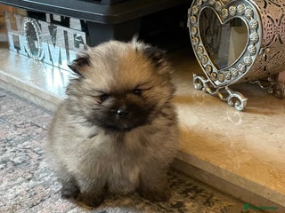Pomeranian dogs 💕 Ready now! 1 KC Teddy Bear girl left 💕 - Advert 6